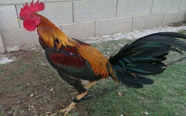 Giống gà Peru to khỏe, có sức chiến đấu mạnh