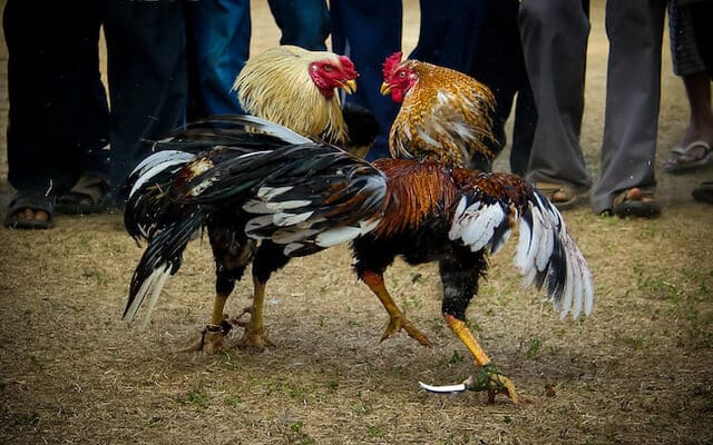 Giống gà tham dự các trận đấu phong phú, đa dạng