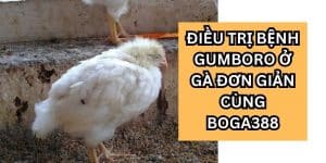bệnh Gumboro ở gà