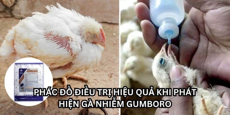 bệnh Gumboro ở gà